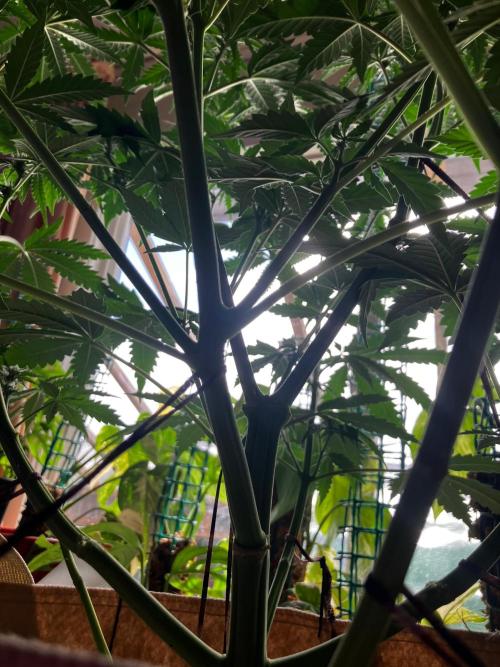 Gorilla Glue. Week 8
