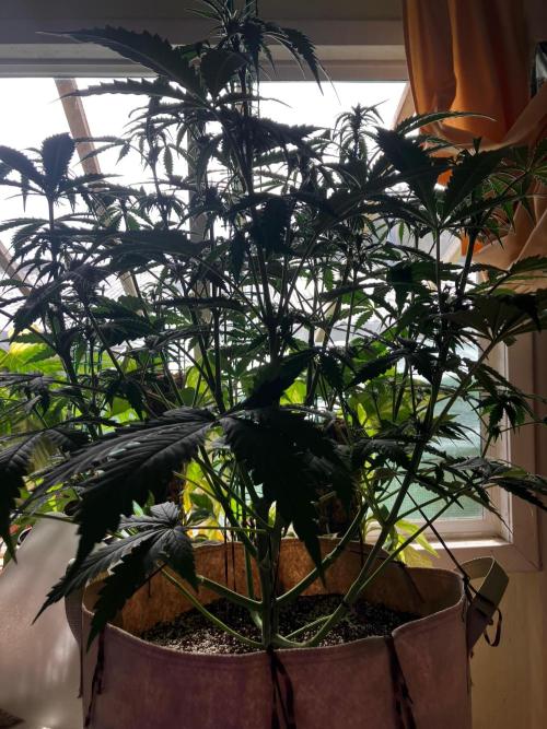 Gorilla Glue. Week 8