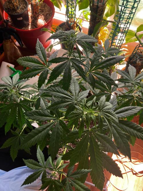 Gorilla Glue Variegata. Week 6