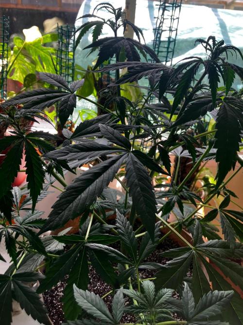 Gorilla Glue Variegata. Week 6