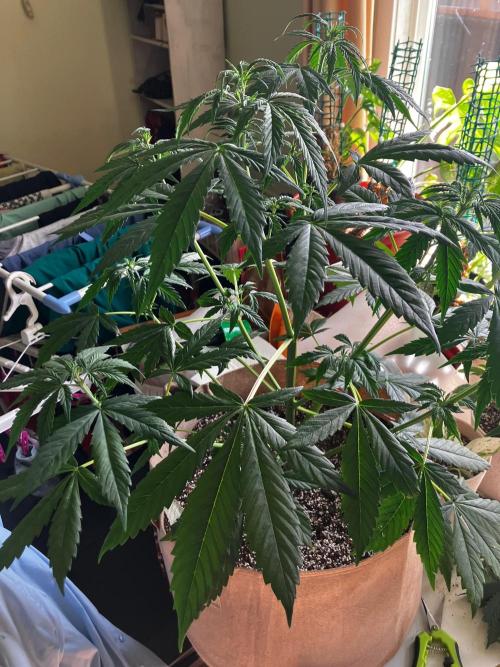 Gorilla Glue Variegata. Week 6