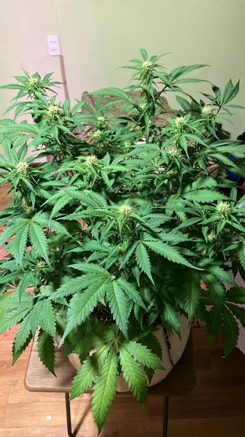 Gorilla Glue. Week 9