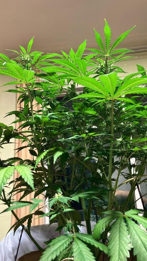 Gorilla Glue. Week 9
