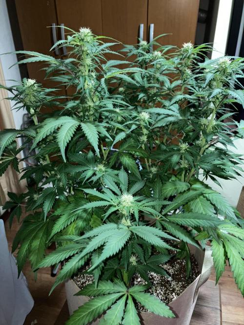 Gorilla Glue. Week 9