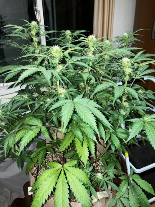 Gorilla Glue. Week 9