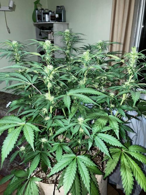 Gorilla Glue. Week 9