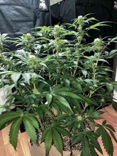 Gorilla Glue. Week 9