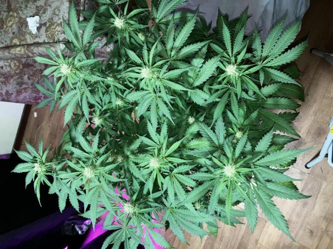Gorilla Glue. Week 9