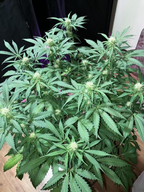 Gorilla Glue. Week 9
