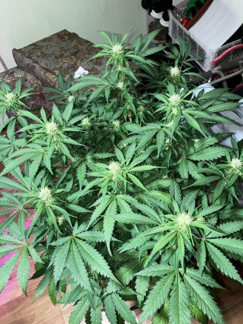 Gorilla Glue. Week 9