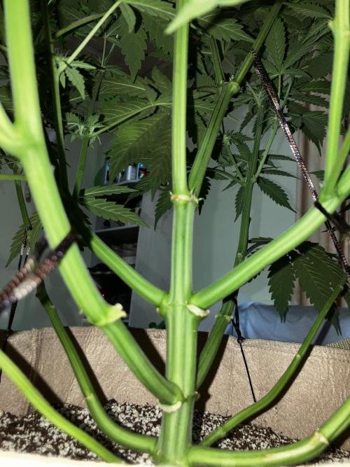 Gorilla Glue. Week 9