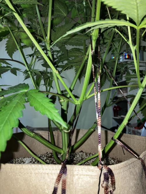 Gorilla Glue. Week 9