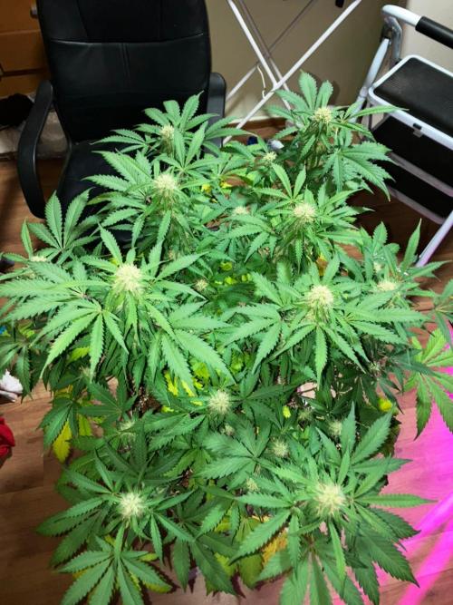 Gorilla Glue. Week 10