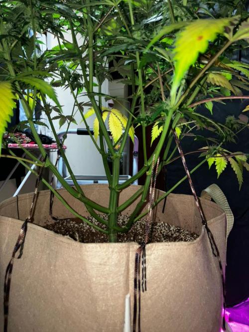 Gorilla Glue. Week 10