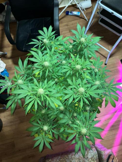 Gorilla Glue. Week 10