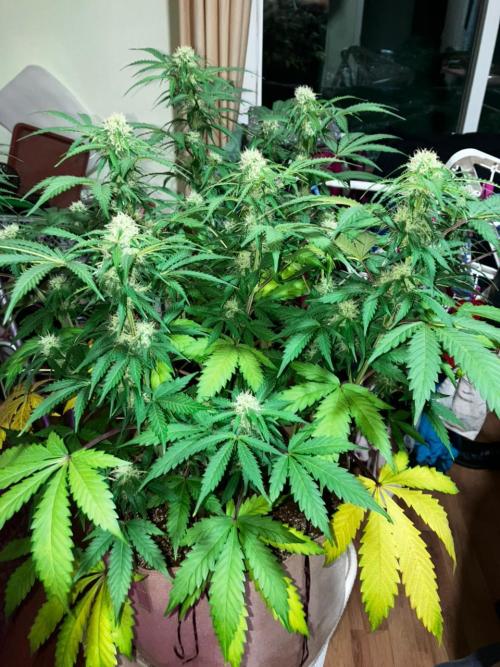 Gorilla Glue. Week 10