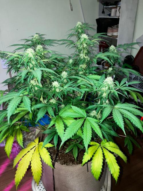 Gorilla Glue. Week 10