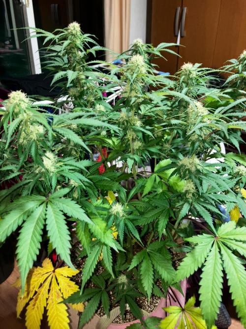 Gorilla Glue. Week 10