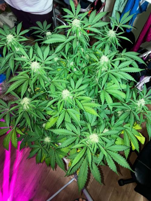 Gorilla Glue. Week 10