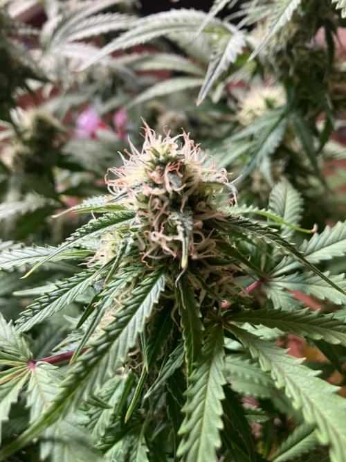 Gorilla Glue. Week 11