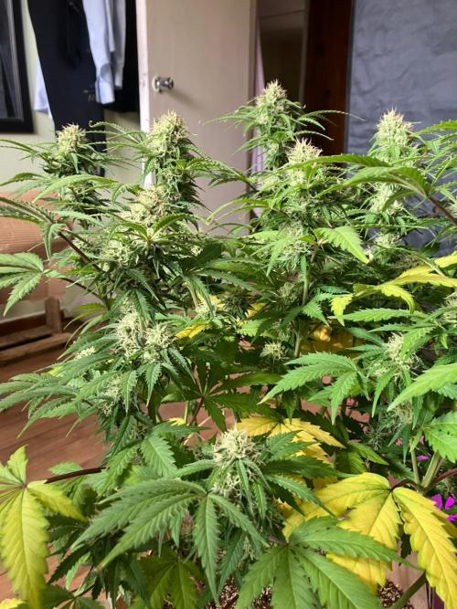 Gorilla Glue. Week 11