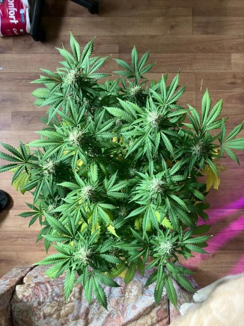 Gorilla Glue. Week 11