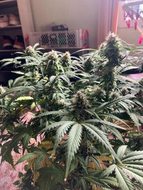 Gorilla Glue. Week 11