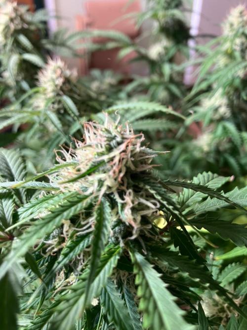 Gorilla Glue. Week 11