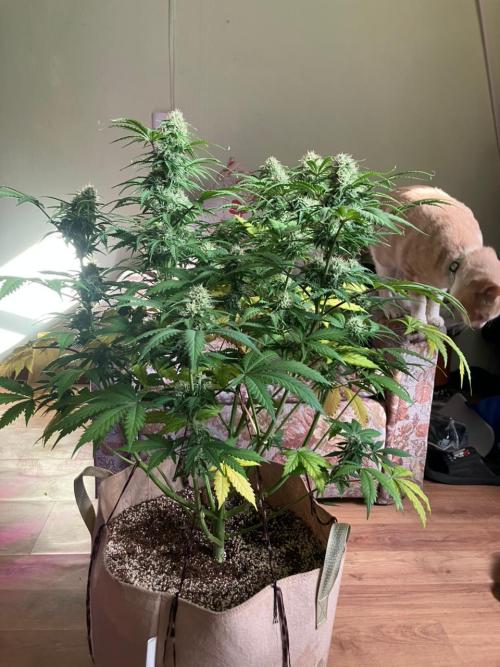 Gorilla Glue. Week 11