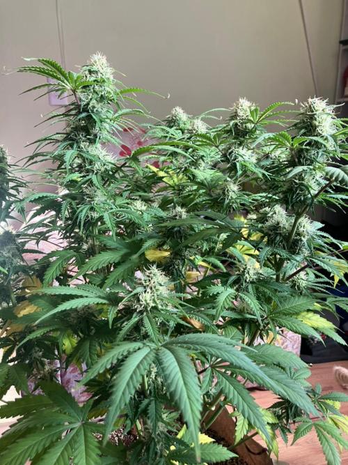 Gorilla Glue. Week 11