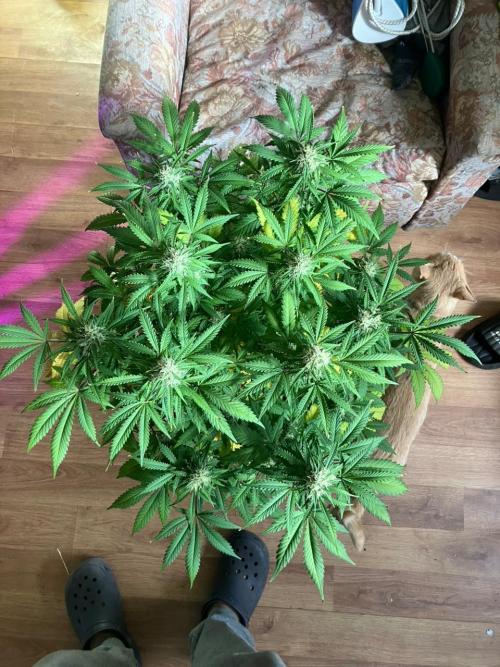 Gorilla Glue. Week 11