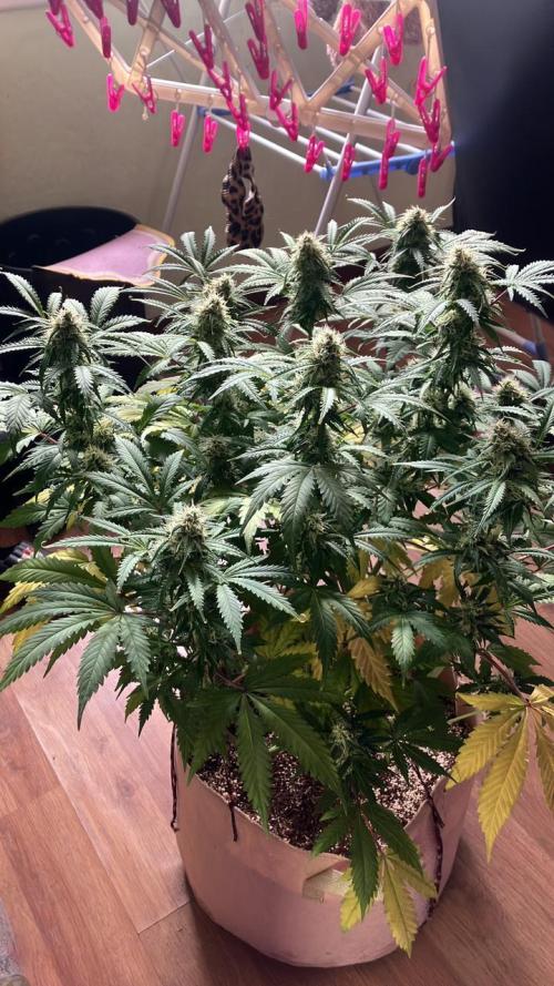 Gorilla Glue. Week 11