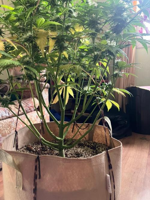 Gorilla Glue. Week 11