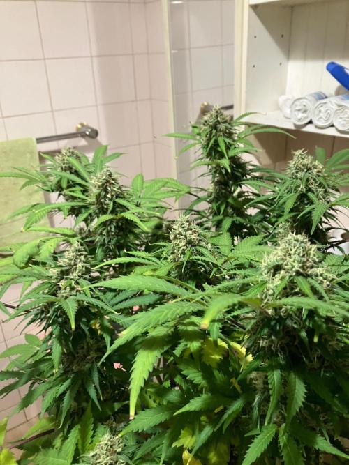 Gorilla Glue. Week 12