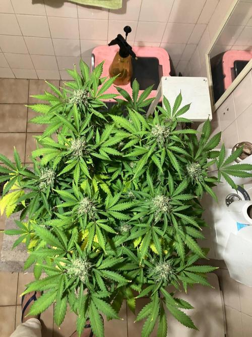 Gorilla Glue. Week 12