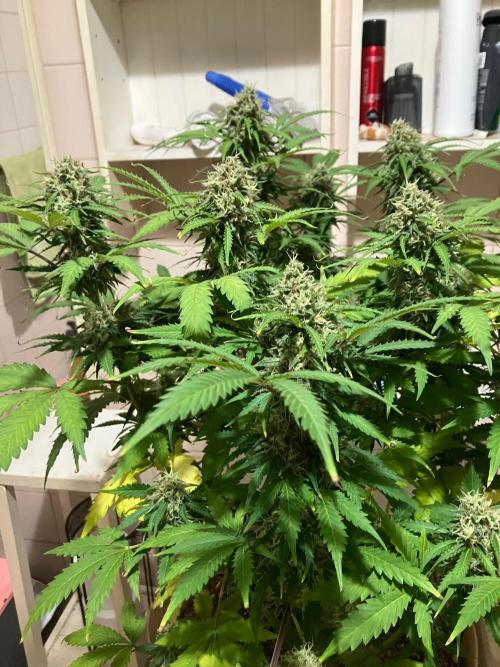 Gorilla Glue. Week 12
