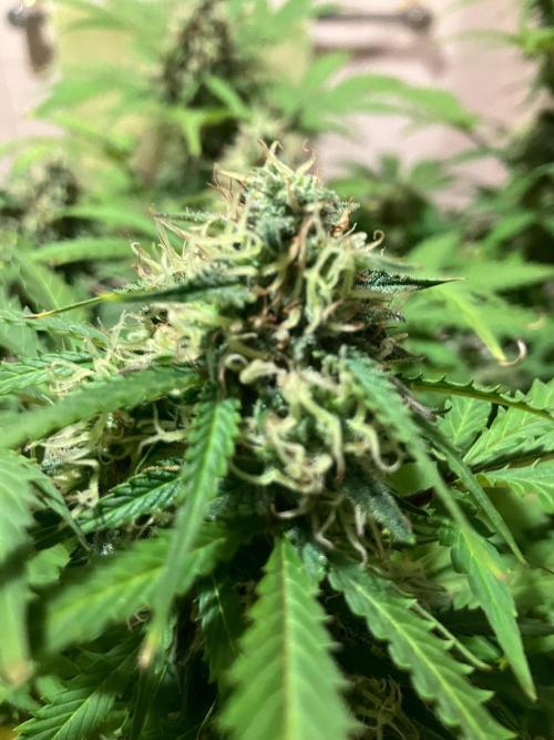 Gorilla Glue. Week 12