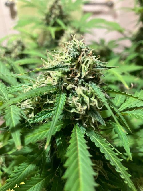 Gorilla Glue. Week 12