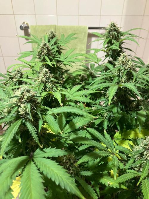Gorilla Glue. Week 12