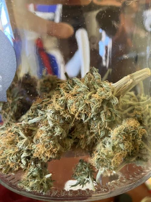 Gorilla Glue. Week 15