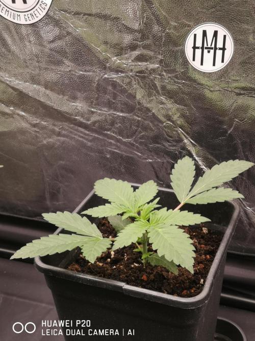 MeinGarten. Week 2 - Wild Thai 