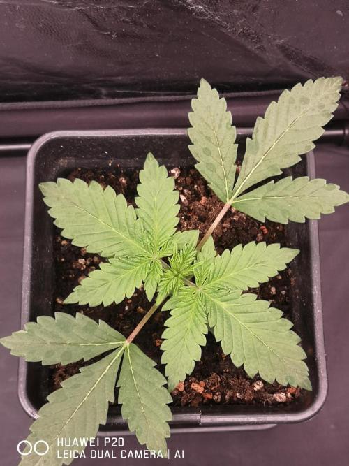 MeinGarten. Week 2 - Wild Thai