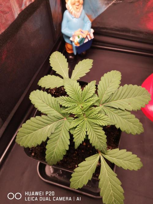 MeinGarten WildThai und WhiteTruffel. Week 2 - Wild Thai 