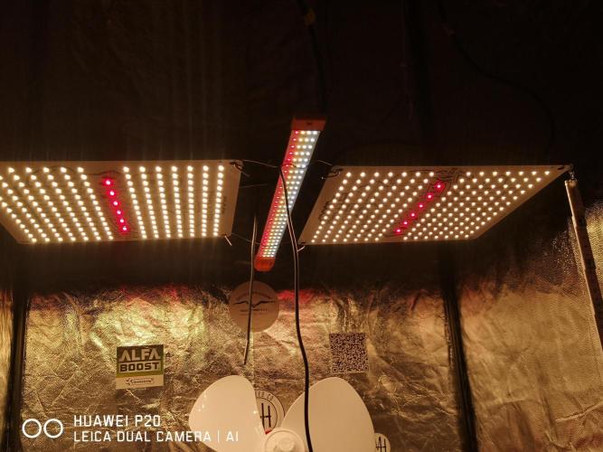 MeinGarten WildThai und WhiteTruffel. Week 2 - Jungle Grow Jackson LT