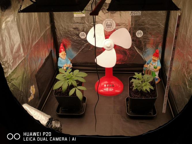 MeinGarten WildThai und WhiteTruffel. Week 2 - FC Bayern Ventilator 