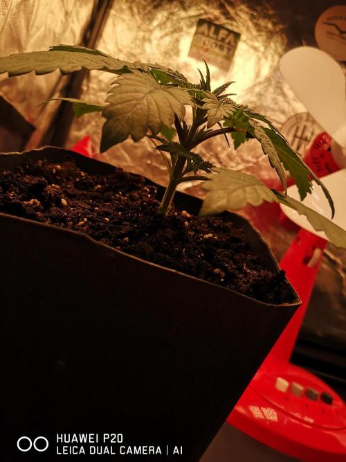 MeinGarten WildThai und WhiteTruffel. Week 2