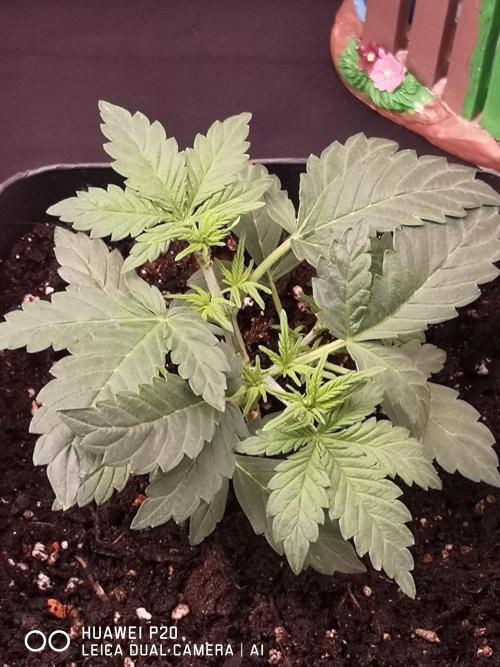 MeinGarten WildThai und WhiteTruffel. Week 2 - Wihte Truffel Auto 