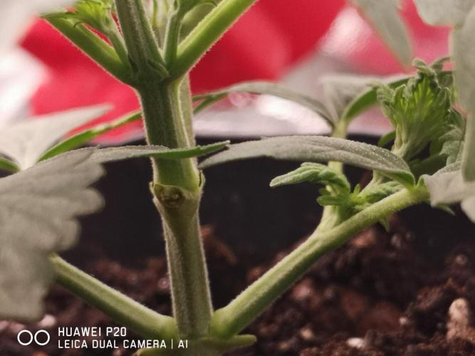 MeinGarten WildThai und WhiteTruffel. Week 2 - LST Training 