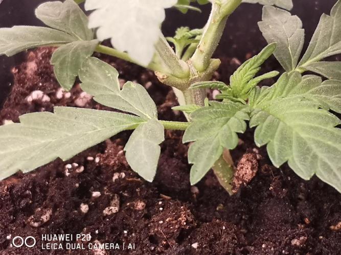 MeinGarten WildThai und WhiteTruffel. Week 2 - LST Training 