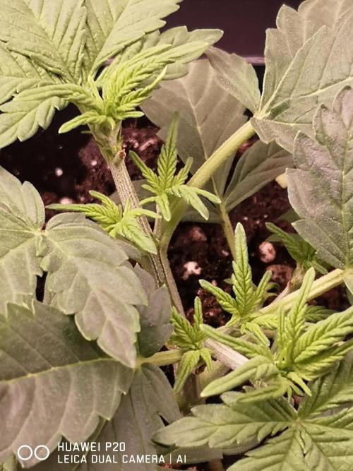 MeinGarten WildThai und WhiteTruffel. Week 2 - LST Training 